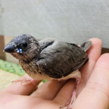 これからの変化が楽しみです☆コキンチョウ（ブルー）