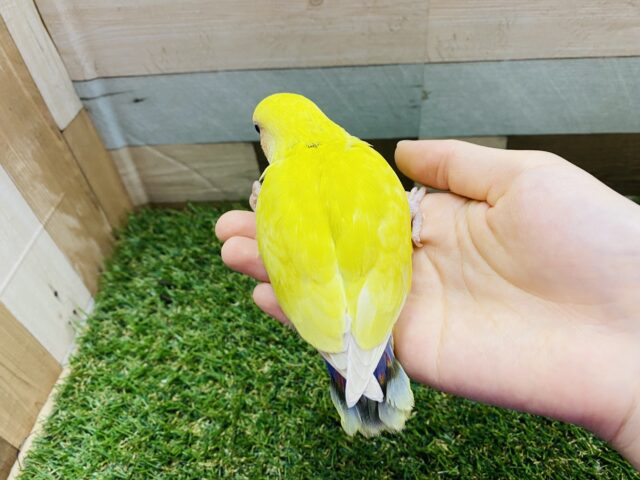 コザクラインコ（小桜インコ）