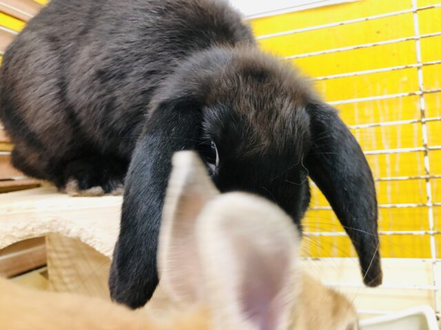 ロップイヤーラビット