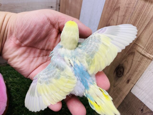 セキセイインコ