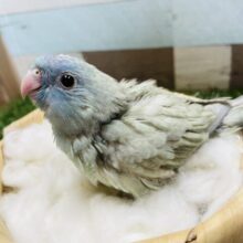 どんな模様が出てくるか楽しみなコ！サザナミインコのブルースパングル！