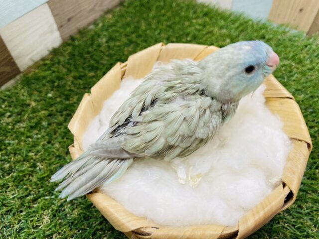 サザナミインコ