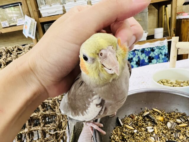 オカメインコ