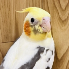 白が多めのパイドちゃん✨オカメインコ(パイド) ヒナ
