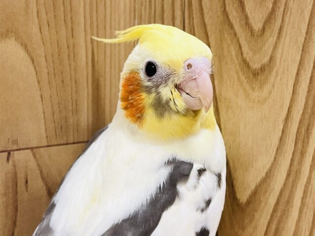 白が多めのパイドちゃん✨オカメインコ(パイド) ヒナ