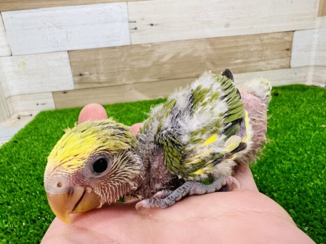 コザクラインコ（小桜インコ）