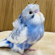 羽衣セキセイインコ の販売一覧| 千葉県・栃木県・神奈川県・埼玉県のペットショップ