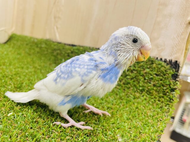 二パーっと満開の笑顔で🌼　セキセイインコ　スパングルパイド