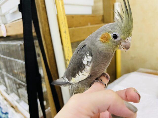 オカメインコ