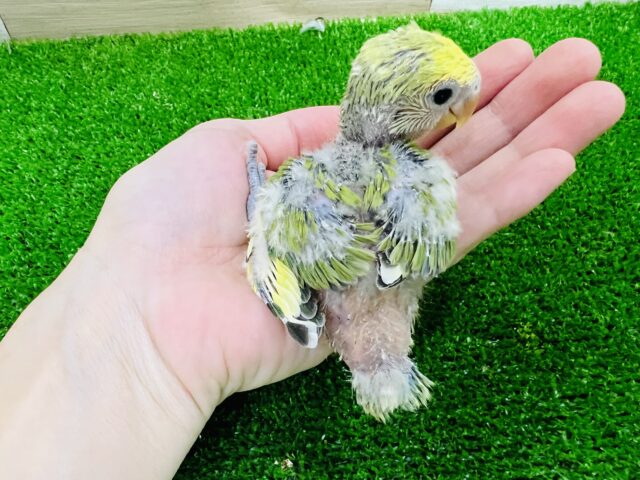 コザクラインコ（小桜インコ）