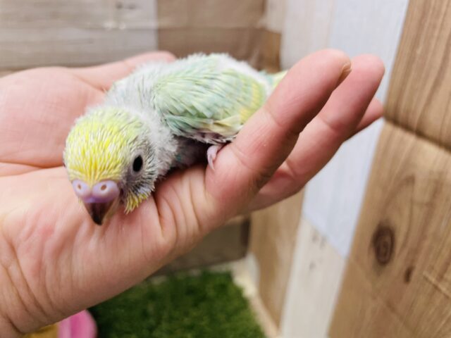 セキセイインコ