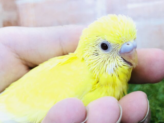 セキセイインコ