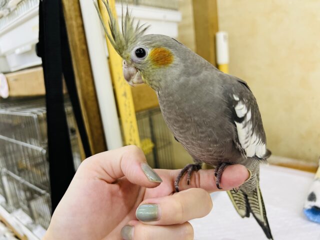 オカメインコ