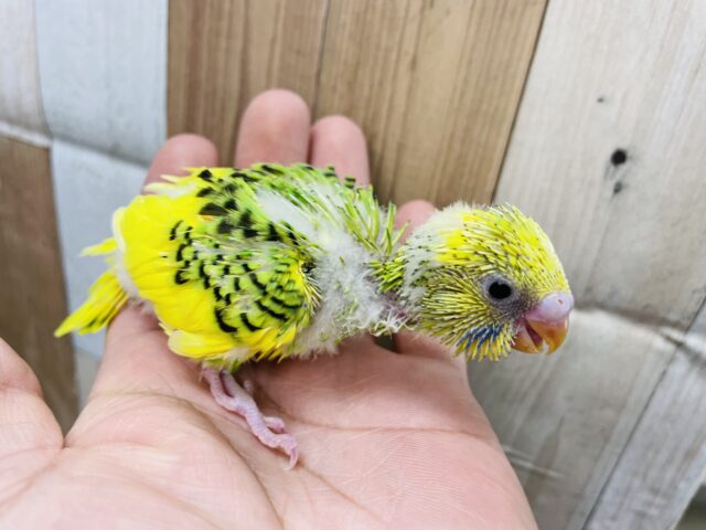 セキセイインコ