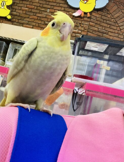 オカメインコ