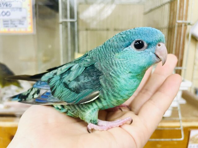 💎宝石みたい💎レアカラー✨ツヤツヤ綺麗なサザナミさん！　サザナミインコ　ターコイズ