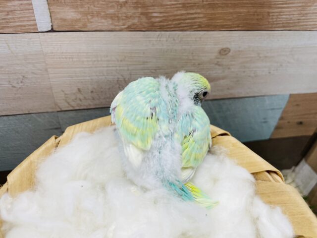 セキセイインコ