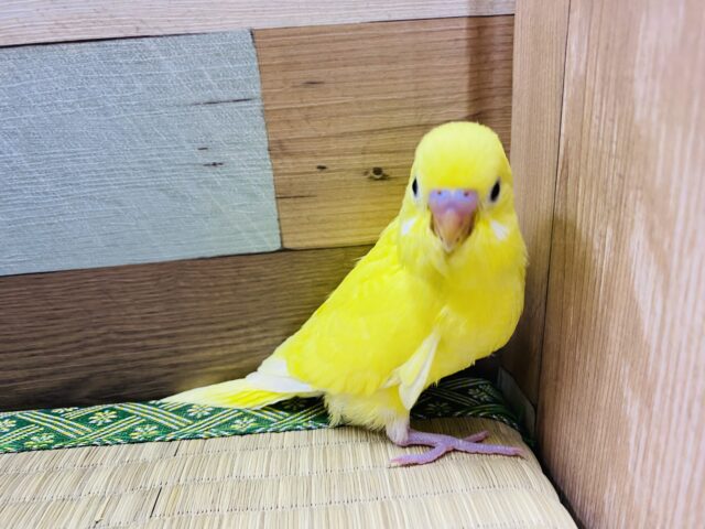 セキセイインコ