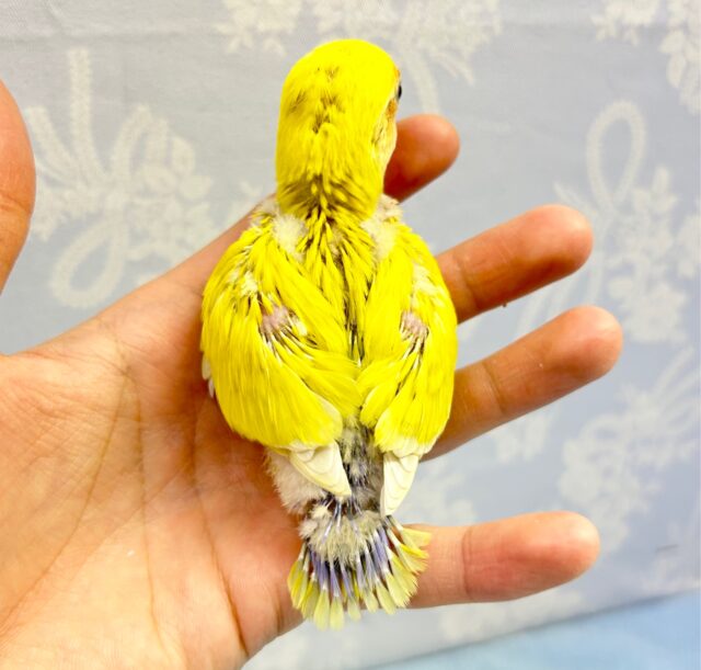 コザクラインコ（小桜インコ）