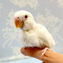 綺麗になるよ🤍コザクラインコ(バイオレットブルーイノ) 2023年4月生まれ