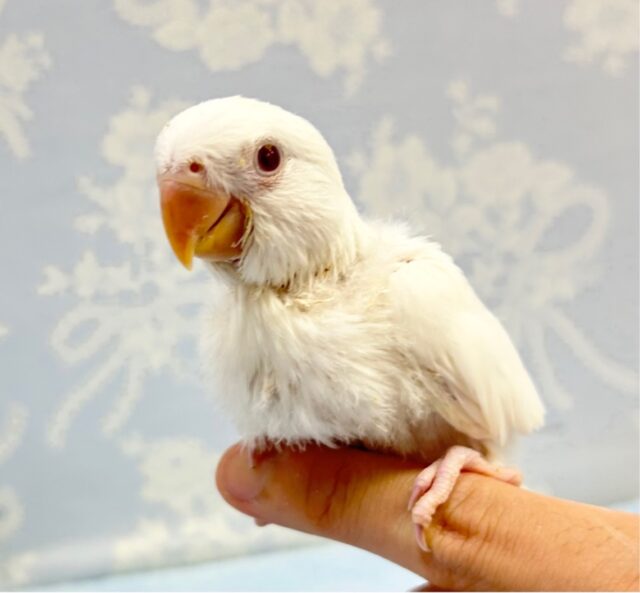 綺麗になるよ🤍コザクラインコ(バイオレットブルーイノ) 2023年4月生まれ