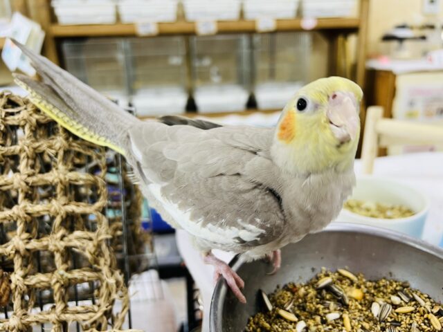 オカメインコ