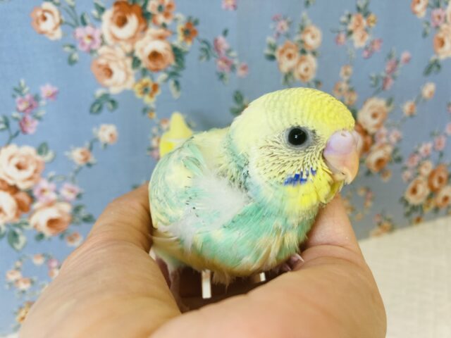 涼しげキュートな色合い💙手乗りセキセイインコ(コバルト)🕊✨