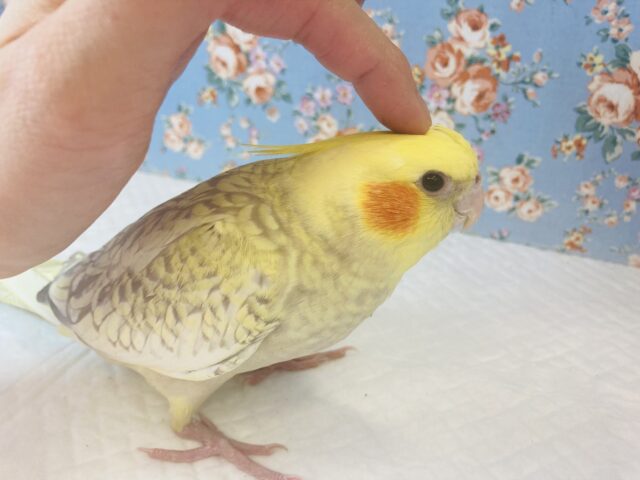 オカメインコ