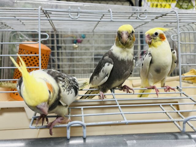 オカメインコ