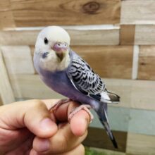 最新画像あります☆元気いっぱいな可愛いコ！！セキセイインコのオパーリン！