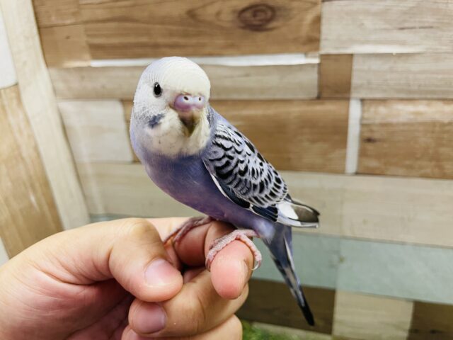 最新画像あります☆元気いっぱいな可愛いコ！！セキセイインコのオパーリン！