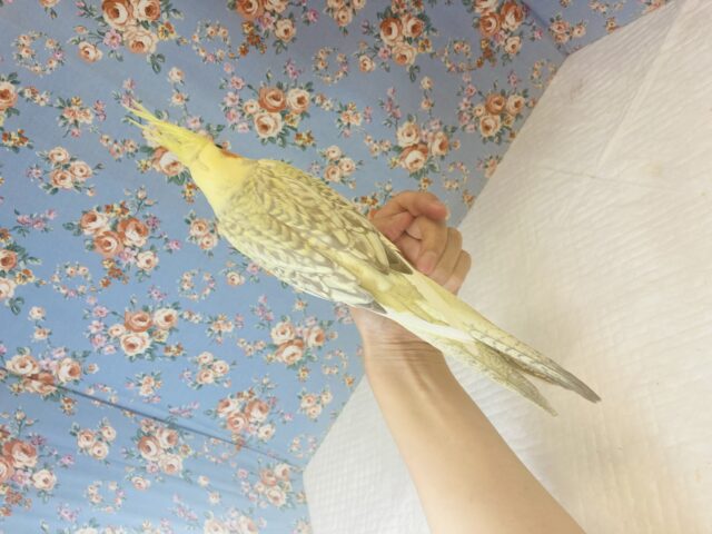 オカメインコ