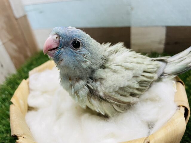 サザナミインコ