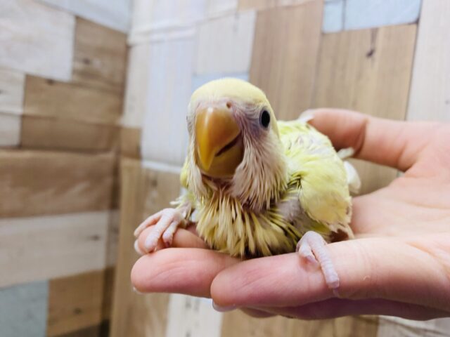 コザクラインコ（小桜インコ）