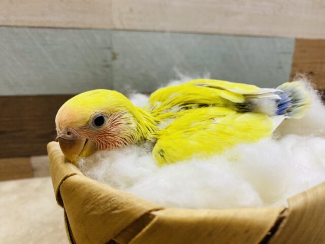 コザクラインコ（小桜インコ）