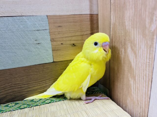 セキセイインコ