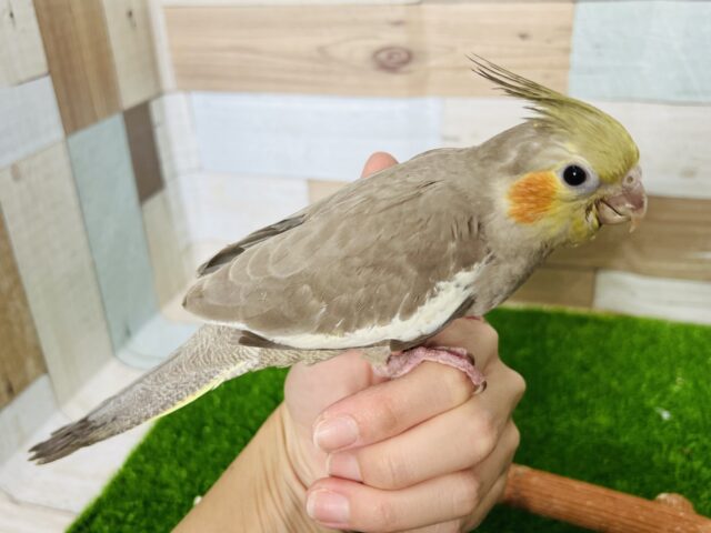 オカメインコ