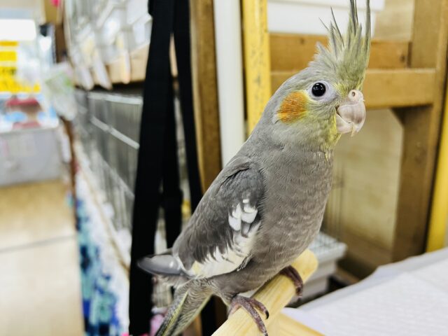 オカメインコ