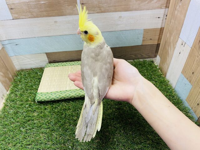 オカメインコ