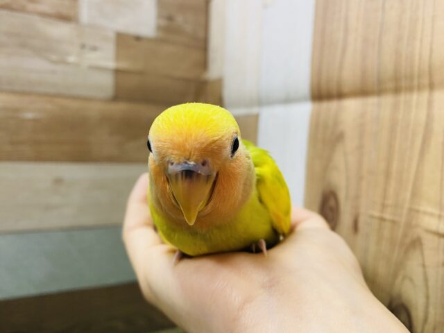 コザクラインコ（小桜インコ）