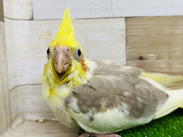 素敵な色合い♡シナモンパイドのオカメインコ雛入舎です！