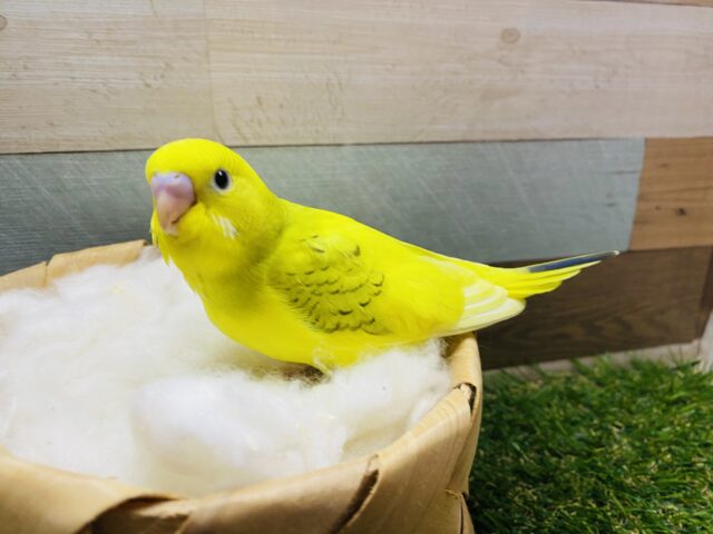 セキセイインコ