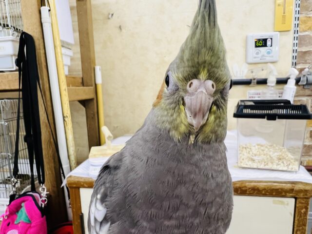 オカメインコ