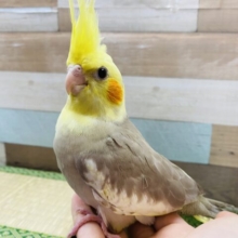 立派な王冠を持ってます☆オカメインコシナモンパイド！
