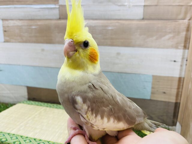 立派な王冠を持ってます☆オカメインコシナモンパイド！