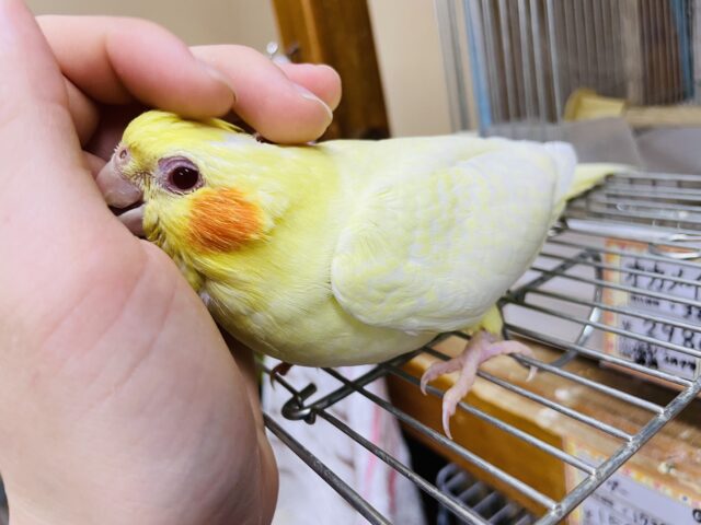 オカメインコ