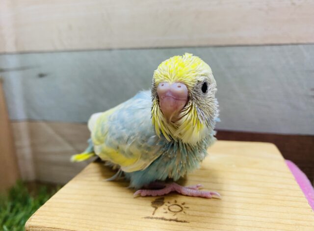 淡いカラーが人気です！元気っコのセキセイインコパステルレインボー☆