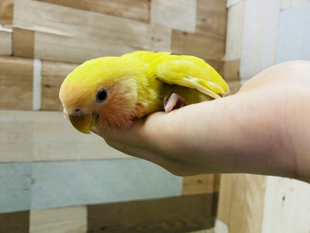 コザクラインコ（小桜インコ）