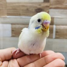 最新画像有り♪お顔に模様の入るたまごちゃん！！セキセイインコのパステルレインボーパイド！