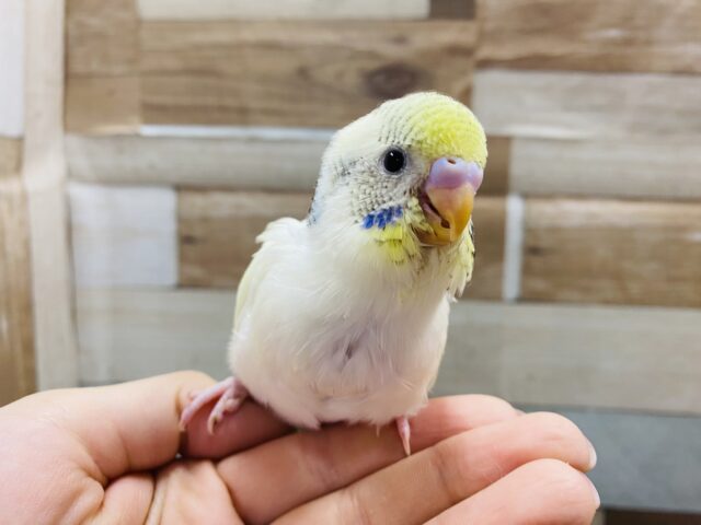 最新画像有り♪お顔に模様の入るたまごちゃん！！セキセイインコのパステルレインボーパイド！